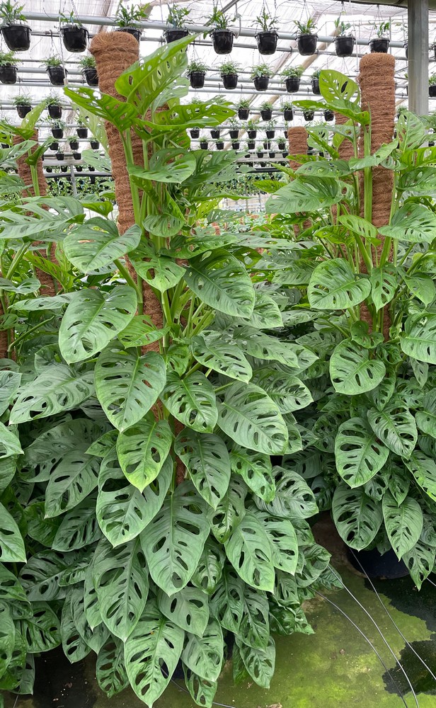 Philodendron OBLIQUA palo 150 v